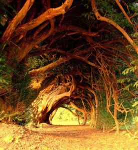 tree tunnel